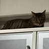 ビビリだけど馴れると甘えん坊★かずはくん サムネイル7