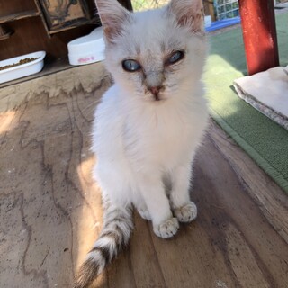 シャムmix  ほわちゃん
