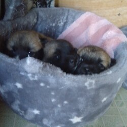 １週齢のワンコたち　大きくなりました