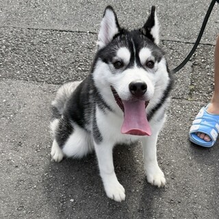 シベリアンハスキーの男の子の里親募集