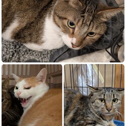 3匹の医療について