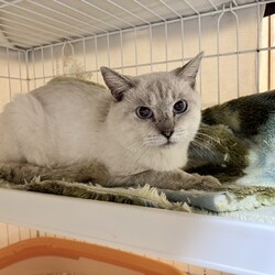 in岡崎市☆子猫もいっぱい☆猫達を暖かいオウチに迎えよう2025年11月1日（土）ちーむにゃいんず