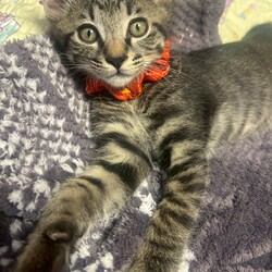 in岡崎市☆子猫もいっぱい☆猫達を暖かいオウチに迎えよう2025年11月1日（土）ちーむにゃいんず サムネイル2