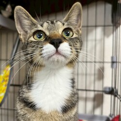 in岡崎市☆子猫もいっぱい☆猫達を暖かいオウチに迎えよう2025年11月1日（土）ちーむにゃいんず サムネイル3