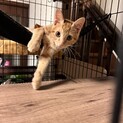 人が大好き甘えん坊なトラ君