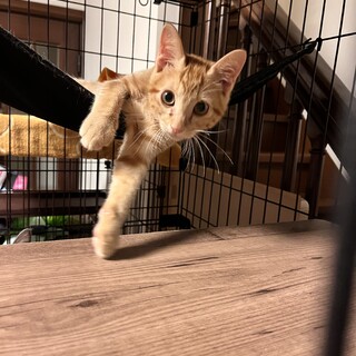 人が大好き甘えん坊なトラ君