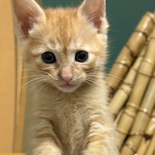 おめめクリクリやんちゃボーイ約2ヶ月半