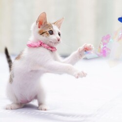 in春日井市☆子猫もいっぱい☆猫達を暖かいオウチに迎えよう2025年11月1日（土）ちーむにゃいんず