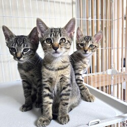 in春日井市☆子猫もいっぱい☆猫達を暖かいオウチに迎えよう2025年11月1日（土）ちーむにゃいんず サムネイル3