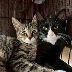 in岡崎市☆子猫もいっぱい☆猫達をオウチに迎えよう2025年11月3日（祝）ちーむ にゃいんず サムネイル1