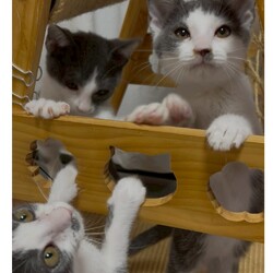 in岡崎市☆子猫もいっぱい☆猫達をオウチに迎えよう2025年11月3日（祝）ちーむ にゃいんず サムネイル2