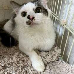 in岡崎市☆子猫もいっぱい☆猫達をオウチに迎えよう2025年11月3日（祝）ちーむ にゃいんず サムネイル3