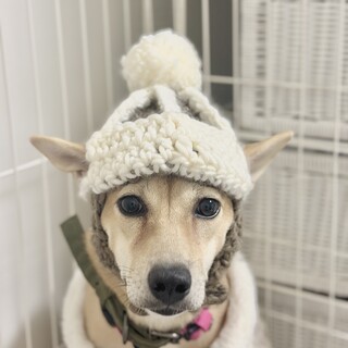 大至急！！小ぶり予想！とっても可愛いちりちゃん！