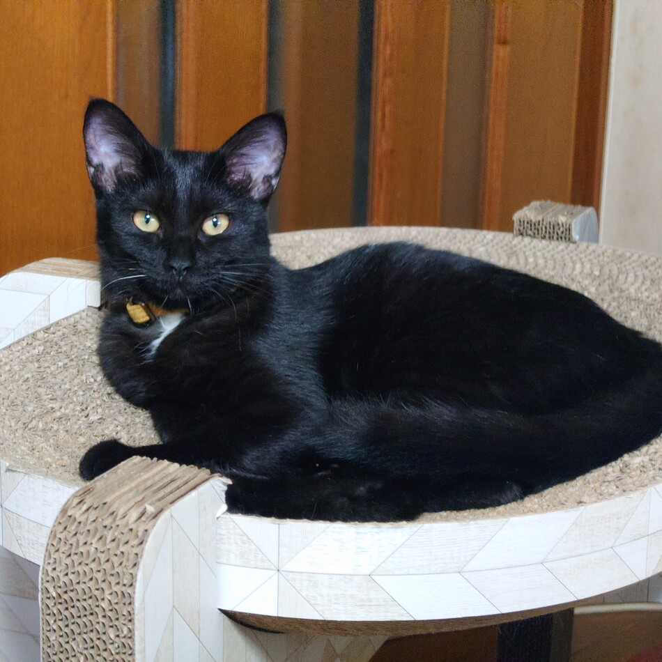 ツキミのカバー写真