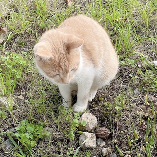 兄弟譲渡希望/千葉県/食いしん坊の甘えん坊★