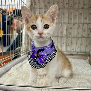 人が大好き甘えん坊の茶白☆つくし