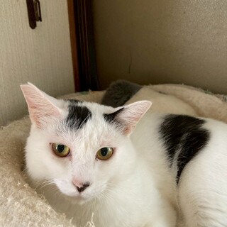 お喋り上手なライムくん