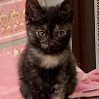 里親決定！ありがとうございました！