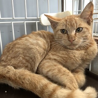 茶トラくん3か月きょうだい