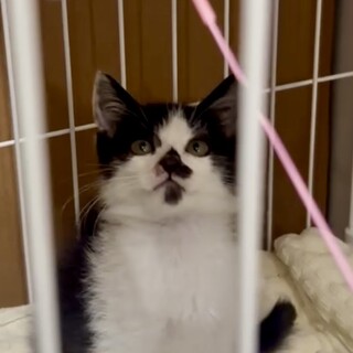 ハチワレくん2か月