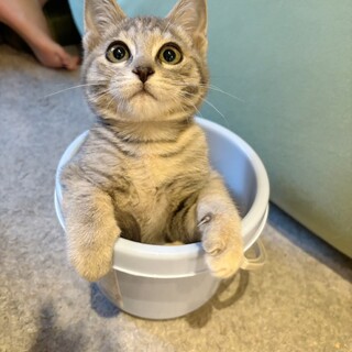 3兄妹♥ﾊﾟｯﾁﾘお目目♥無邪気なこのちゃん