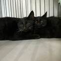 黒豹のようなカッコ良い黒猫兄弟