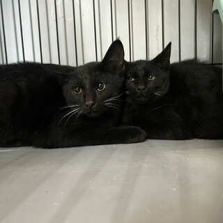 黒豹のようなカッコ良い黒猫兄弟」三重県 - 猫の里親募集(529252