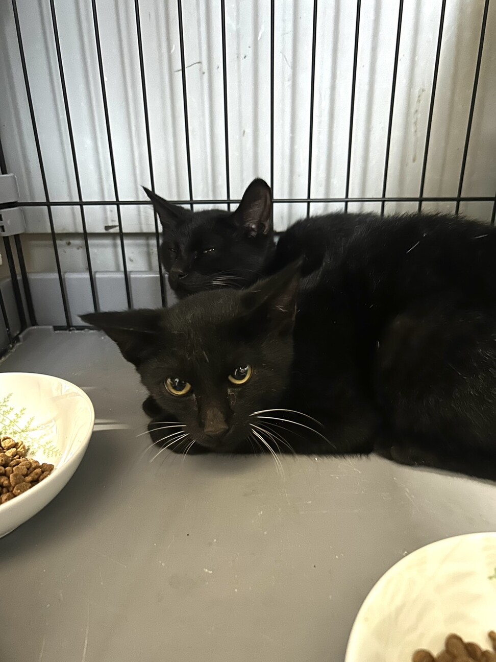 黒豹のようなカッコ良い黒猫兄弟」三重県 - 猫の里親募集(529252