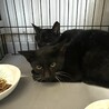 黒豹のようなカッコ良い黒猫兄弟 サムネイル3