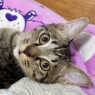 【いのすけ】9ヶ月キジ♂【たんじろう】と一緒を希望