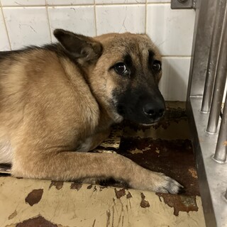 殺処分対象❗️収容期限11/6迄❗️延長なし