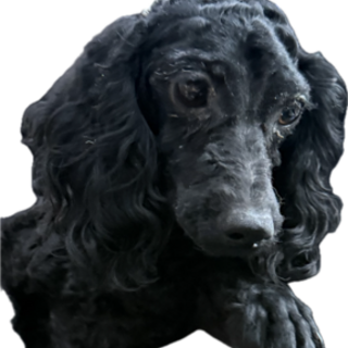 プードルのの男の子