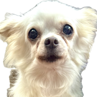 チワワの女の子