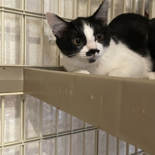 おねだり上手なリンくん