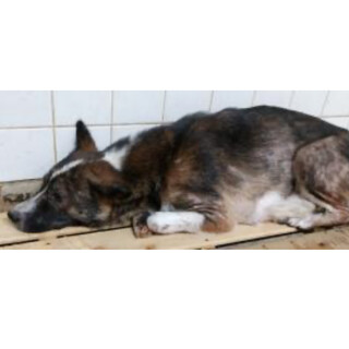 殺処分対象❗️収容期限11/6迄❗️延長なし