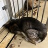 殺処分対象❗️収容期限11/6迄❗️延長なし サムネイル4