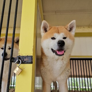 イケメンな秋田犬の男の子を募集しま