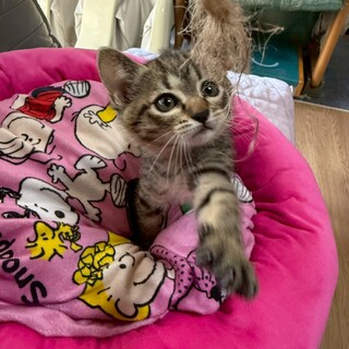 超カワイイ女の子です！