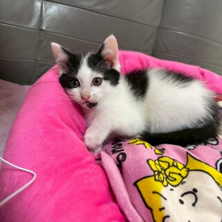 1.5カ月の甘えん坊の男の子です