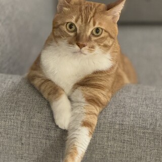 人懐っこく抱っこが好き