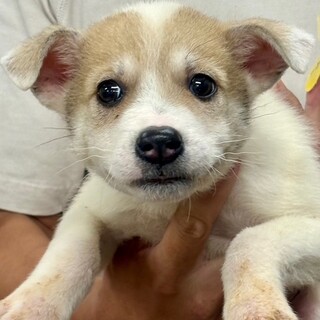 25-M242 利口な仔犬ちゃん！！