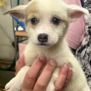 25-W243 可愛い仔犬ちゃん♪