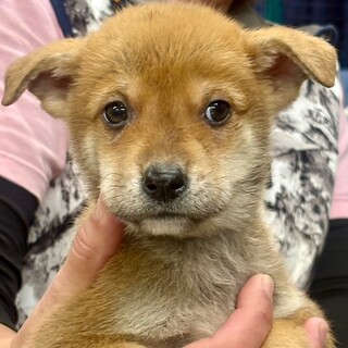 25-M244　甘えん坊仔犬ちゃん♪