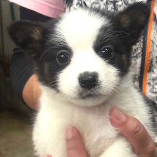 25-W252　可愛過ぎる兄妹ワンコ♪