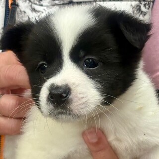 25-M251　小さな仔犬ちゃんです♪