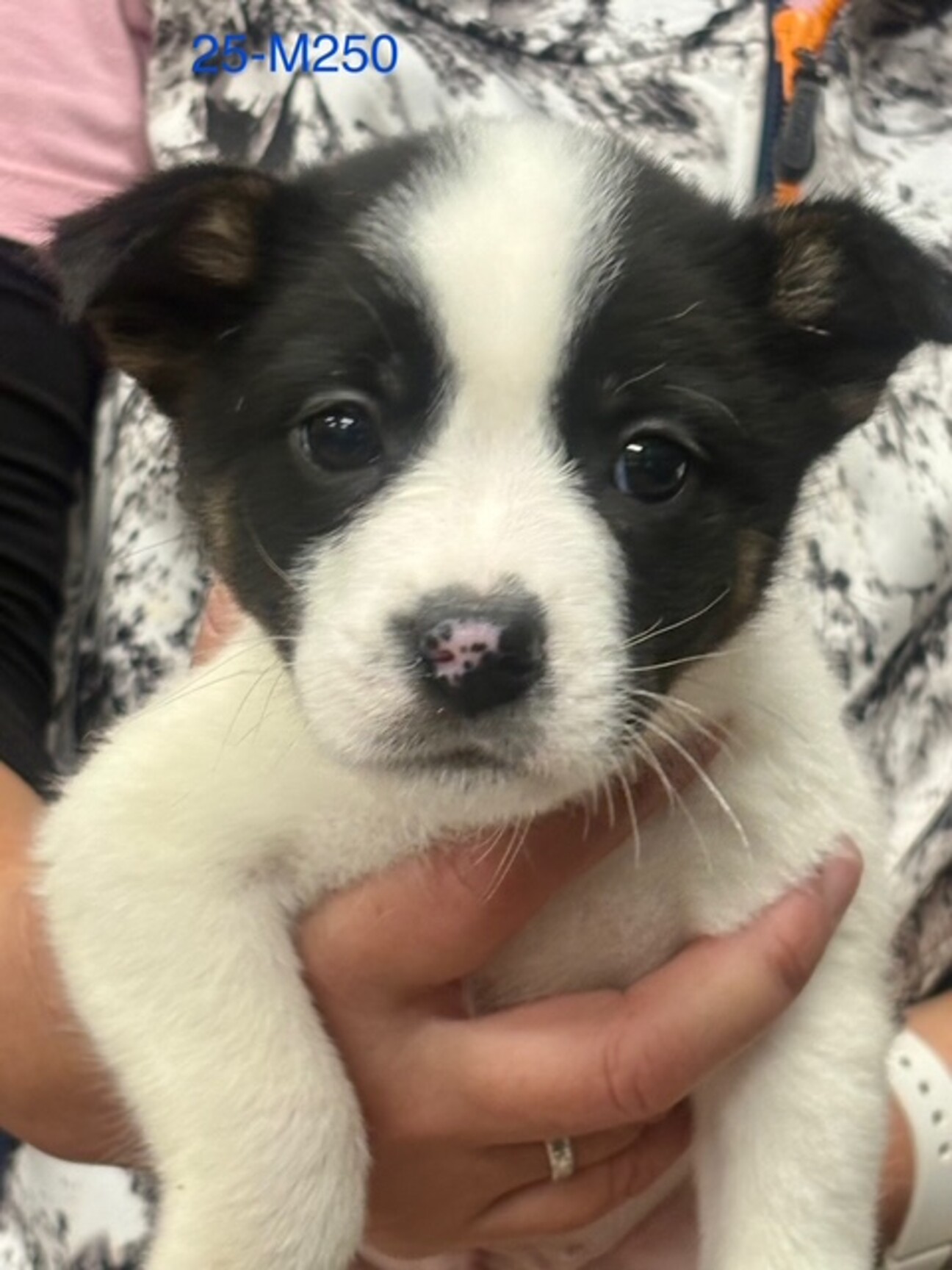 25-M250 可愛い仔」滋賀県 - 犬の里親募集(529269) 1枚目の画像