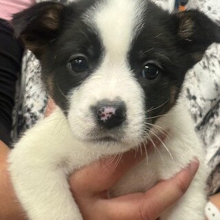 25-M250 可愛い仔」滋賀県 - 犬の里親募集(529269) :: ペットの