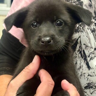 25-W249　まっくろくろすけ可愛過ぎ♪