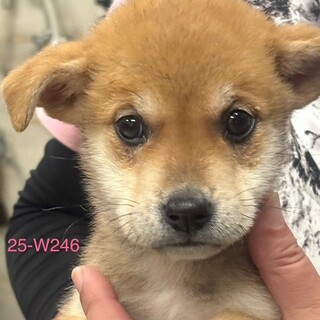 25-W246　まん丸お目目が可愛い仔犬ちゃん♪