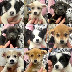 仔犬/成犬の譲渡会